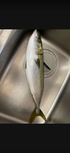 イナダの釣果