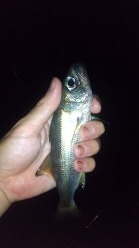 ムツの釣果