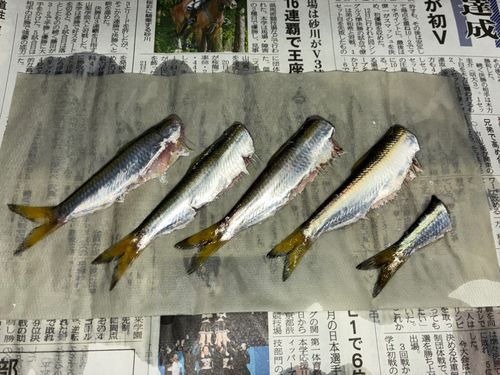 サッパの釣果