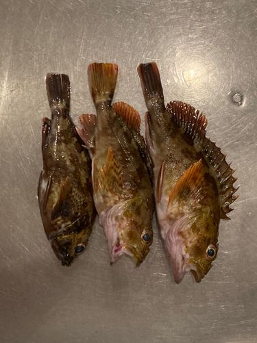 カサゴの釣果