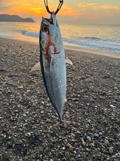 マルソウダの釣果