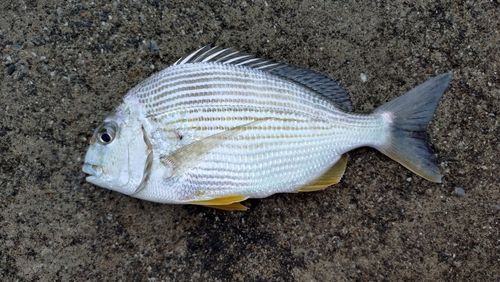 ヘダイの釣果