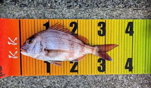 マダイの釣果
