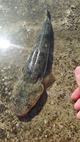 マゴチの釣果