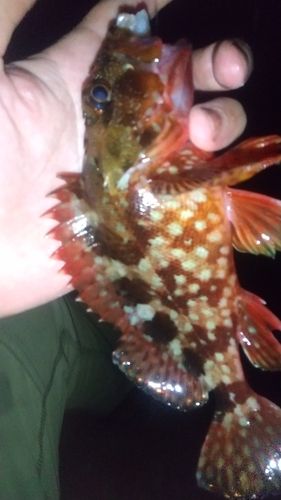 カサゴの釣果
