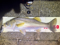 フッコ（マルスズキ）の釣果