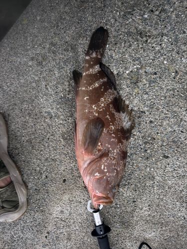 キジハタの釣果