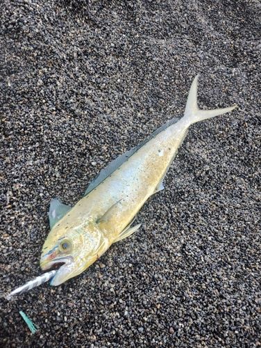 シイラの釣果