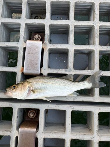 セイゴ（ヒラスズキ）の釣果