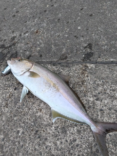 カンパチの釣果
