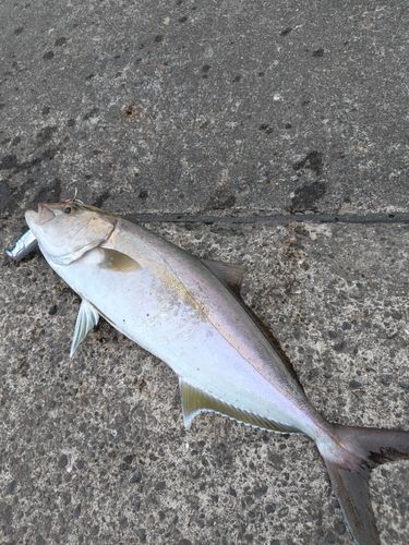 カンパチの釣果