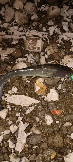 ナマズの釣果