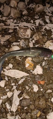 ナマズの釣果