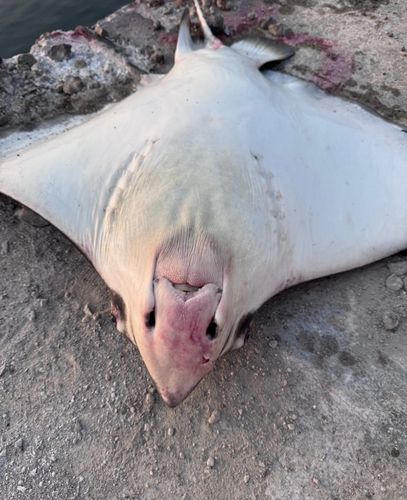 ナルトビエイの釣果