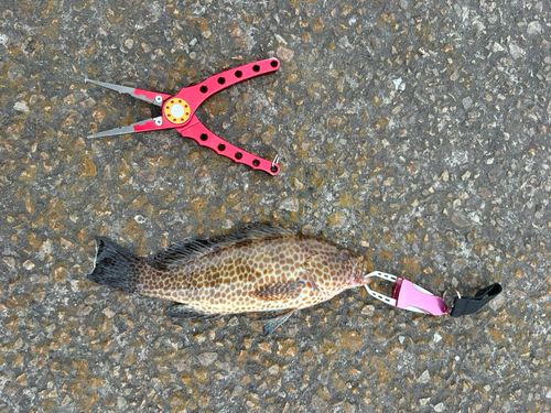 オオモンハタの釣果