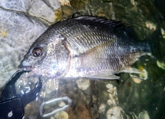 キチヌの釣果
