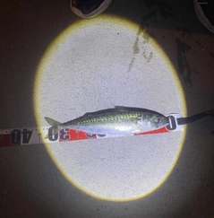 サバの釣果