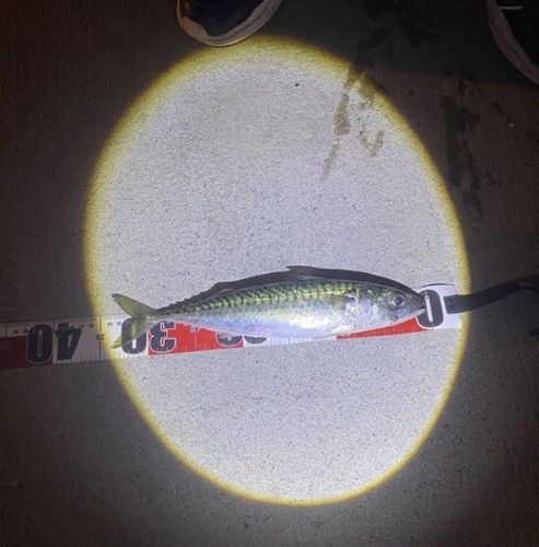 サバの釣果