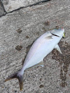 カンパチの釣果