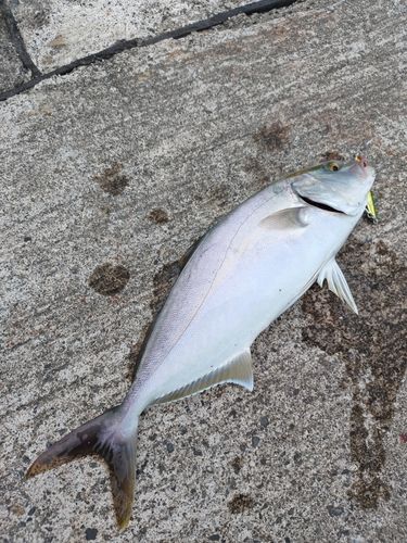 カンパチの釣果