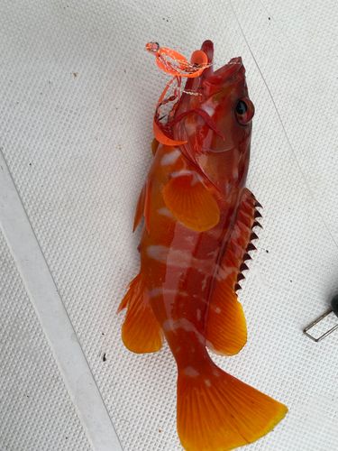 アカハタの釣果