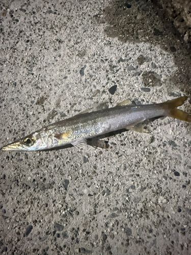 ヤマトカマスの釣果