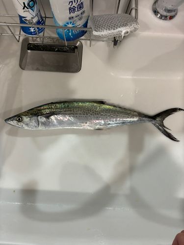 サゴシの釣果