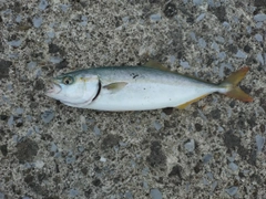 ワカシの釣果
