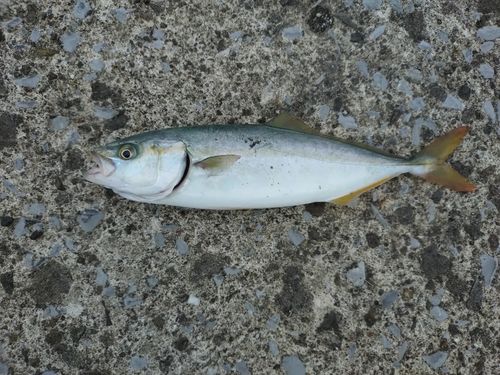 ワカシの釣果