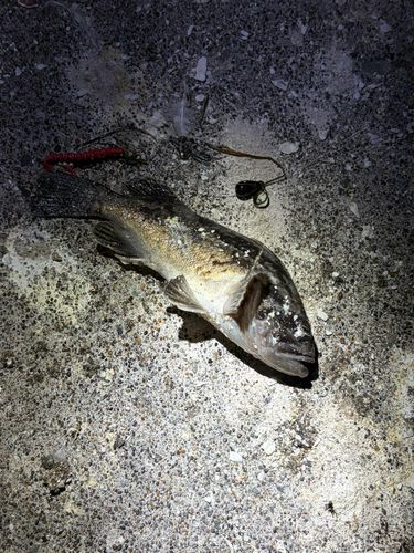 クロソイの釣果