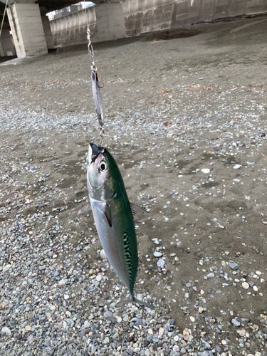 ソウダガツオの釣果