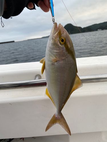 ショゴの釣果