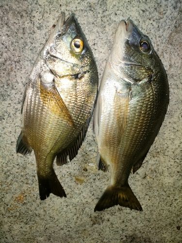 チヌの釣果
