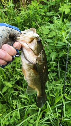 ラージマウスバスの釣果