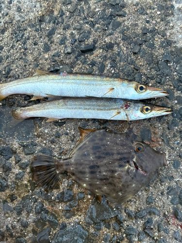 カワハギの釣果