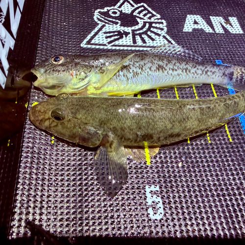 マハゼの釣果