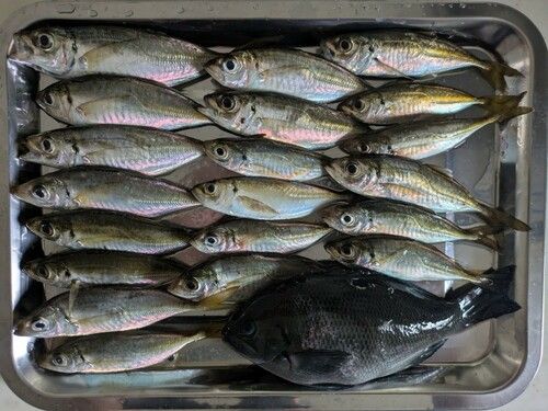アジの釣果