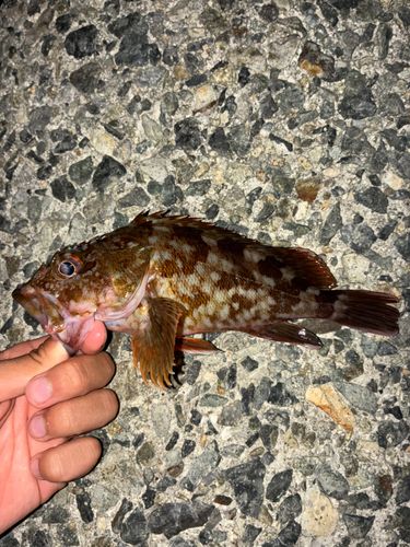 カサゴの釣果