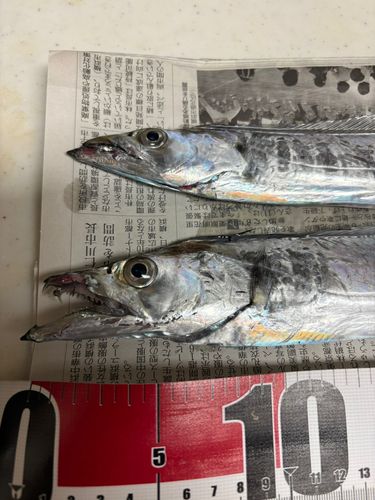 タチウオの釣果