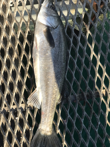 スズキの釣果