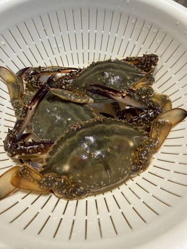 ワタリガニの釣果