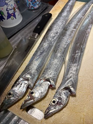 タチウオの釣果