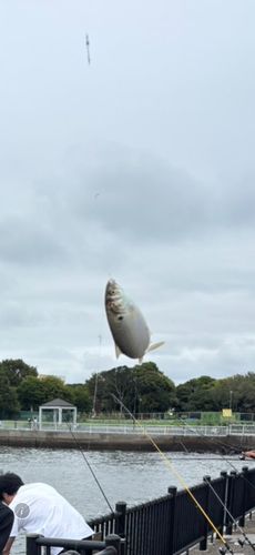 コノシロの釣果
