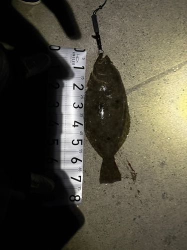 ヒラメの釣果