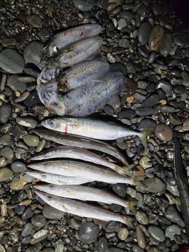 タチウオの釣果