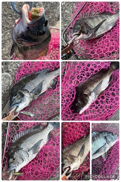 チヌの釣果