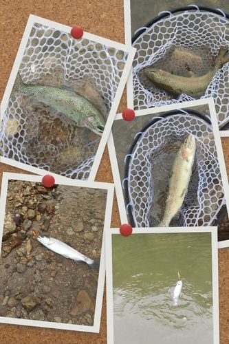 ニジマスの釣果