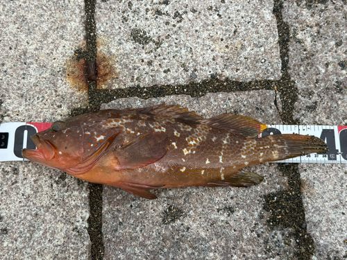 アコウの釣果