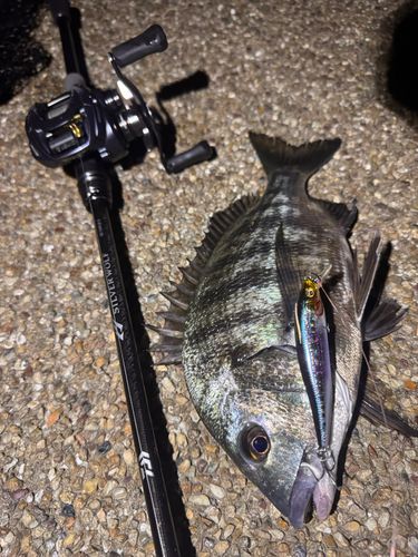 クロダイの釣果