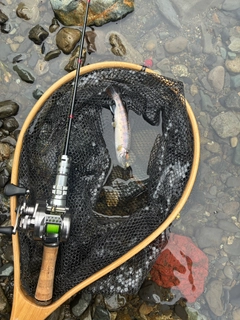 ニジマスの釣果